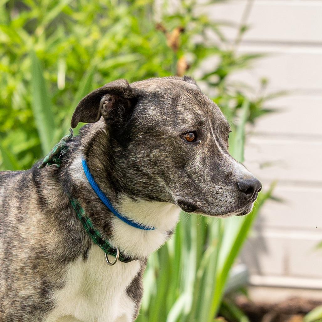 Enlarge Rosco, a Adoptable mixed breed in Council Bluffs, IA image 1/6