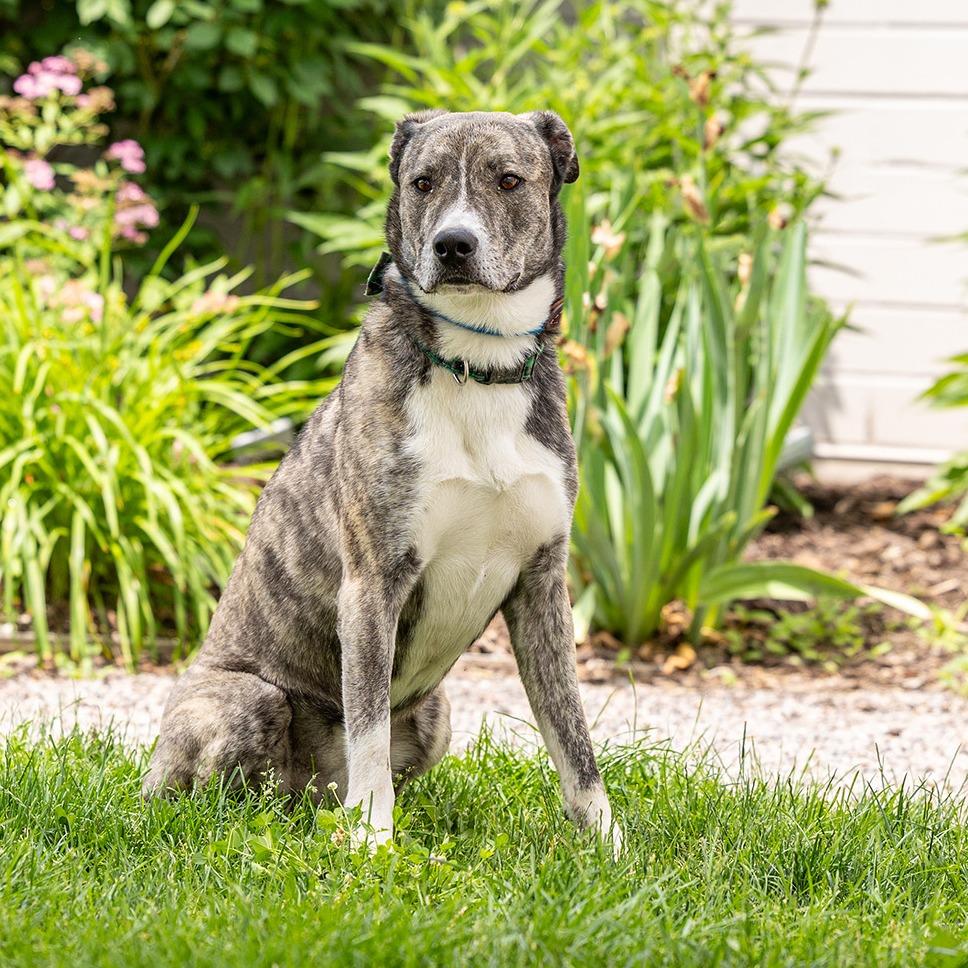 Enlarge Rosco, a Adoptable mixed breed in Council Bluffs, IA image 2/6