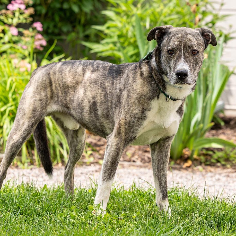 Enlarge Rosco, a Adoptable mixed breed in Council Bluffs, IA image 3/6