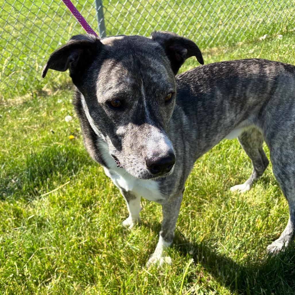 Rosco, Adoptable, Adult Male Shepherd & Mixed Breed.