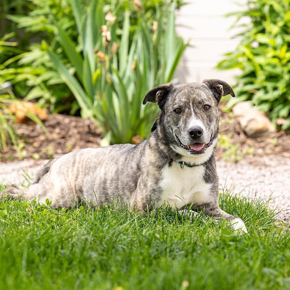 Enlarge Rosco, a Adoptable mixed breed in Council Bluffs, IA image 5/6