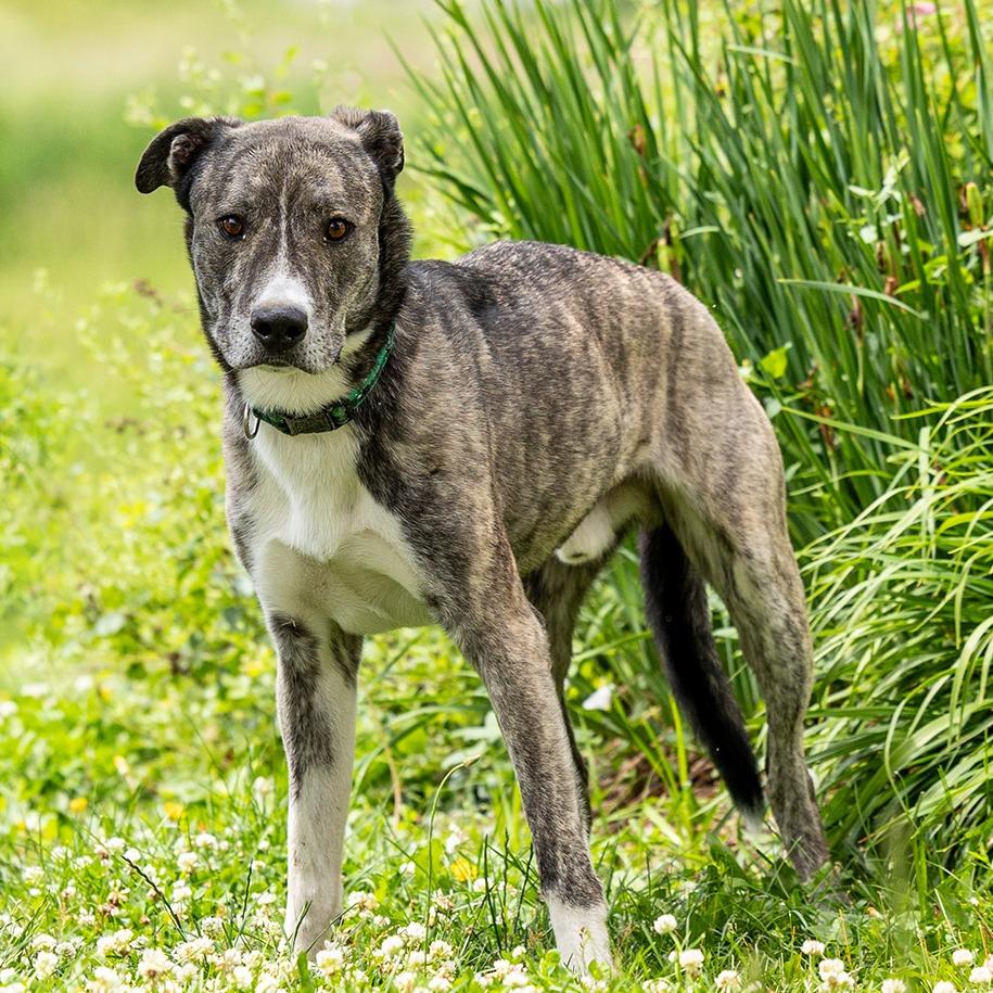 Enlarge Rosco, a Adoptable mixed breed in Council Bluffs, IA image 6/6