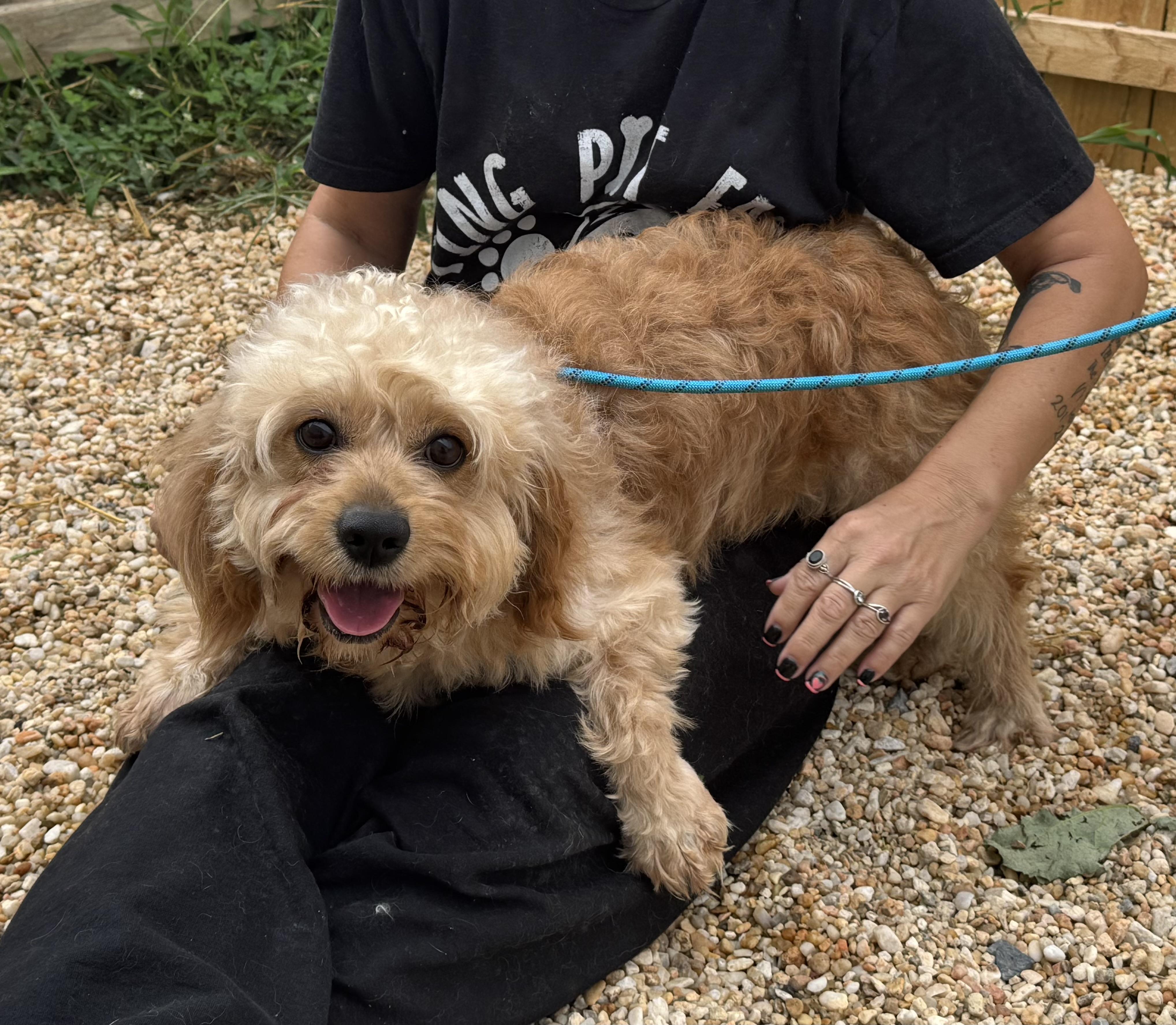 Gyzmo, an adoptable Cavapoo in Ellicott City, MD, 21042 | Photo Image 1