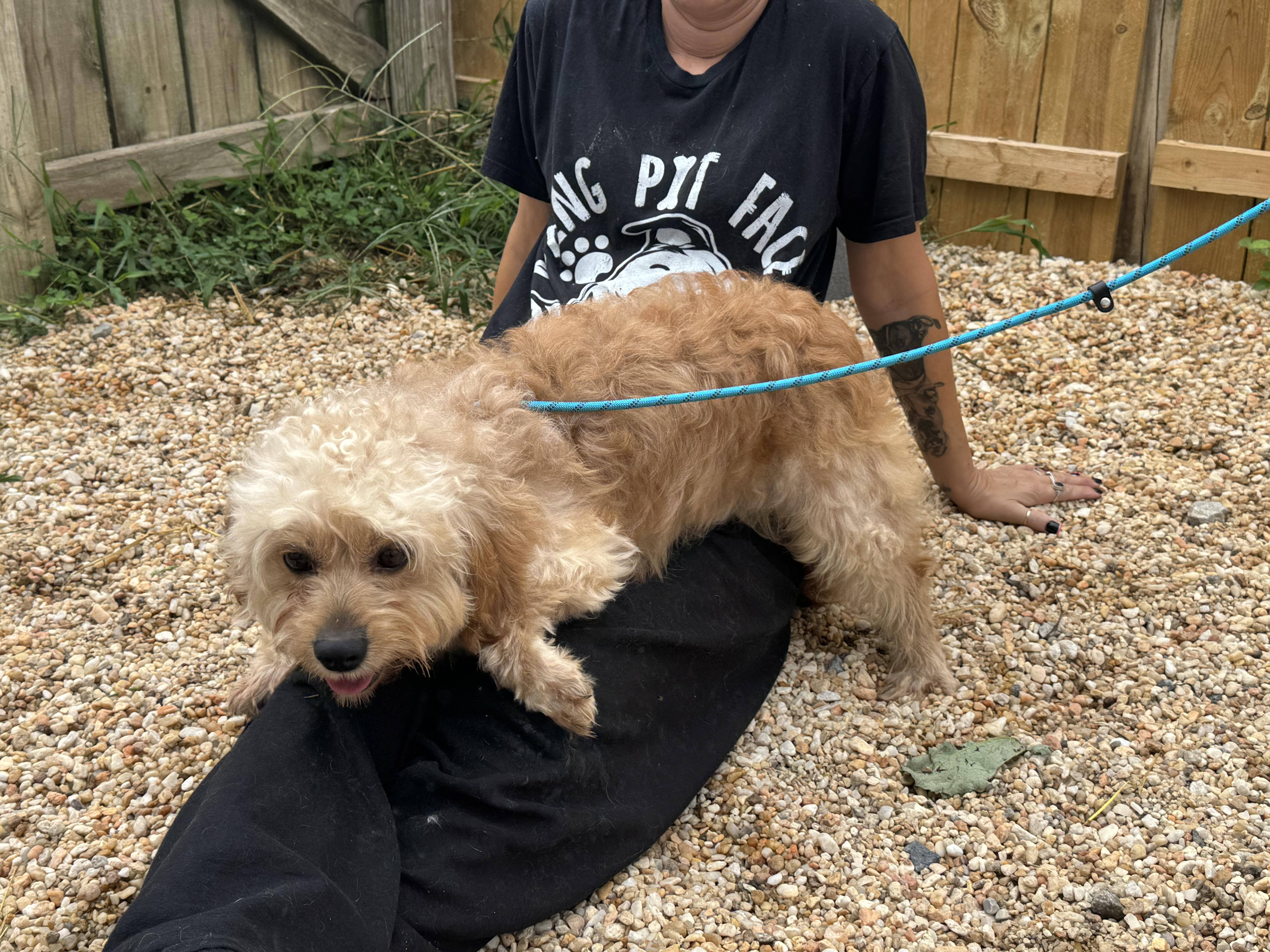 Gyzmo, an adoptable Cavapoo in Ellicott City, MD, 21042 | Photo Image 4