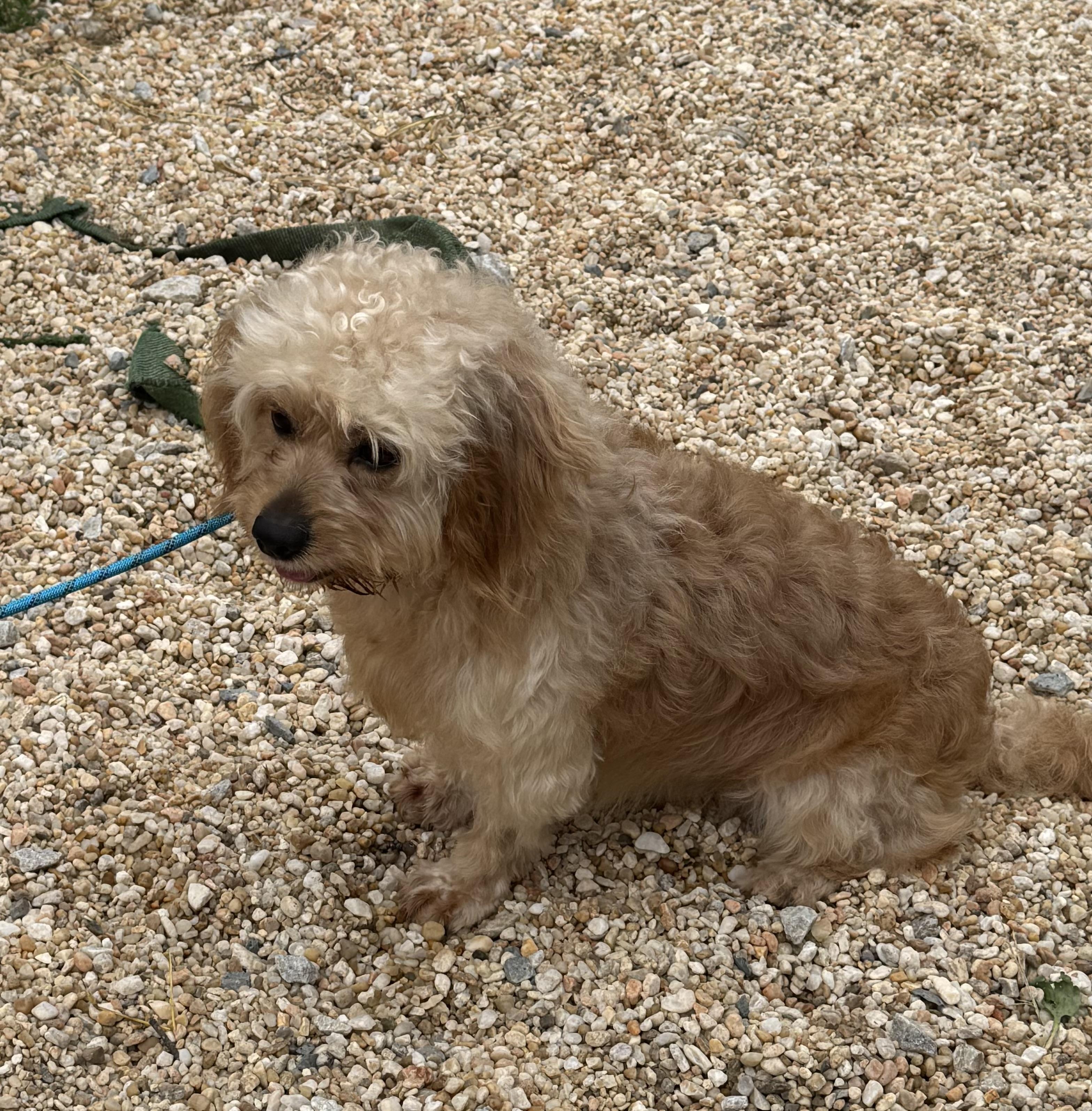 Gyzmo, an adoptable Cavapoo in Ellicott City, MD, 21042 | Photo Image 2