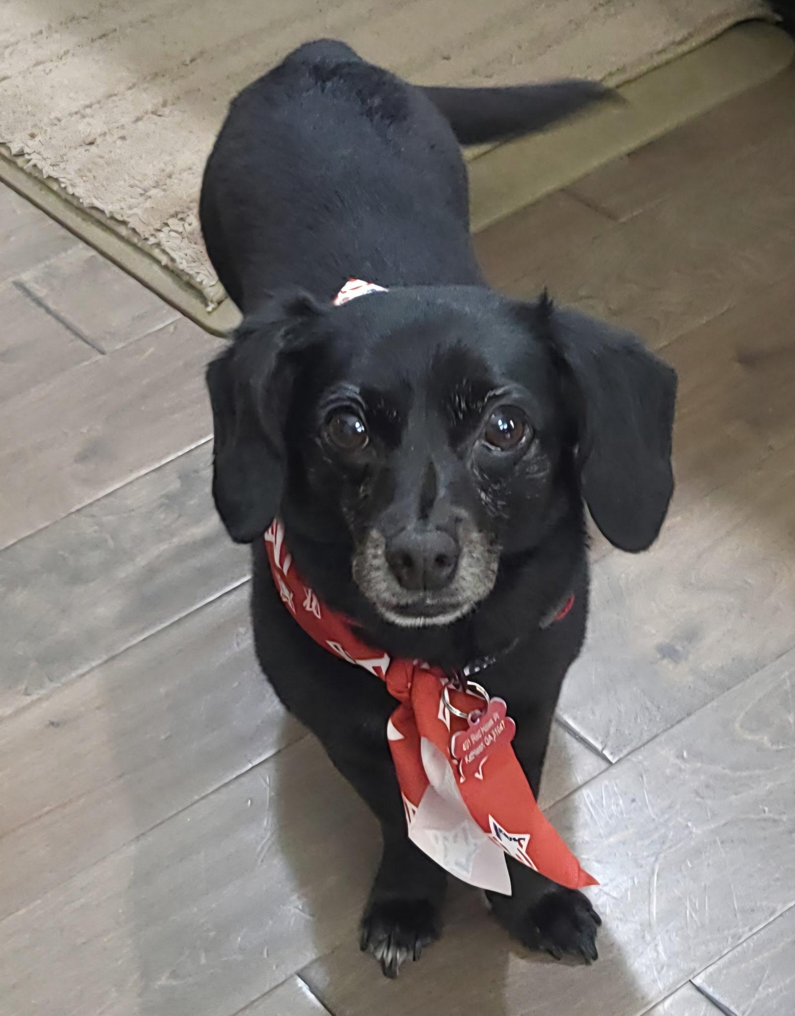 Enlarge Leo, a Adoptable mixed breed in Centerville, GA image 1/1