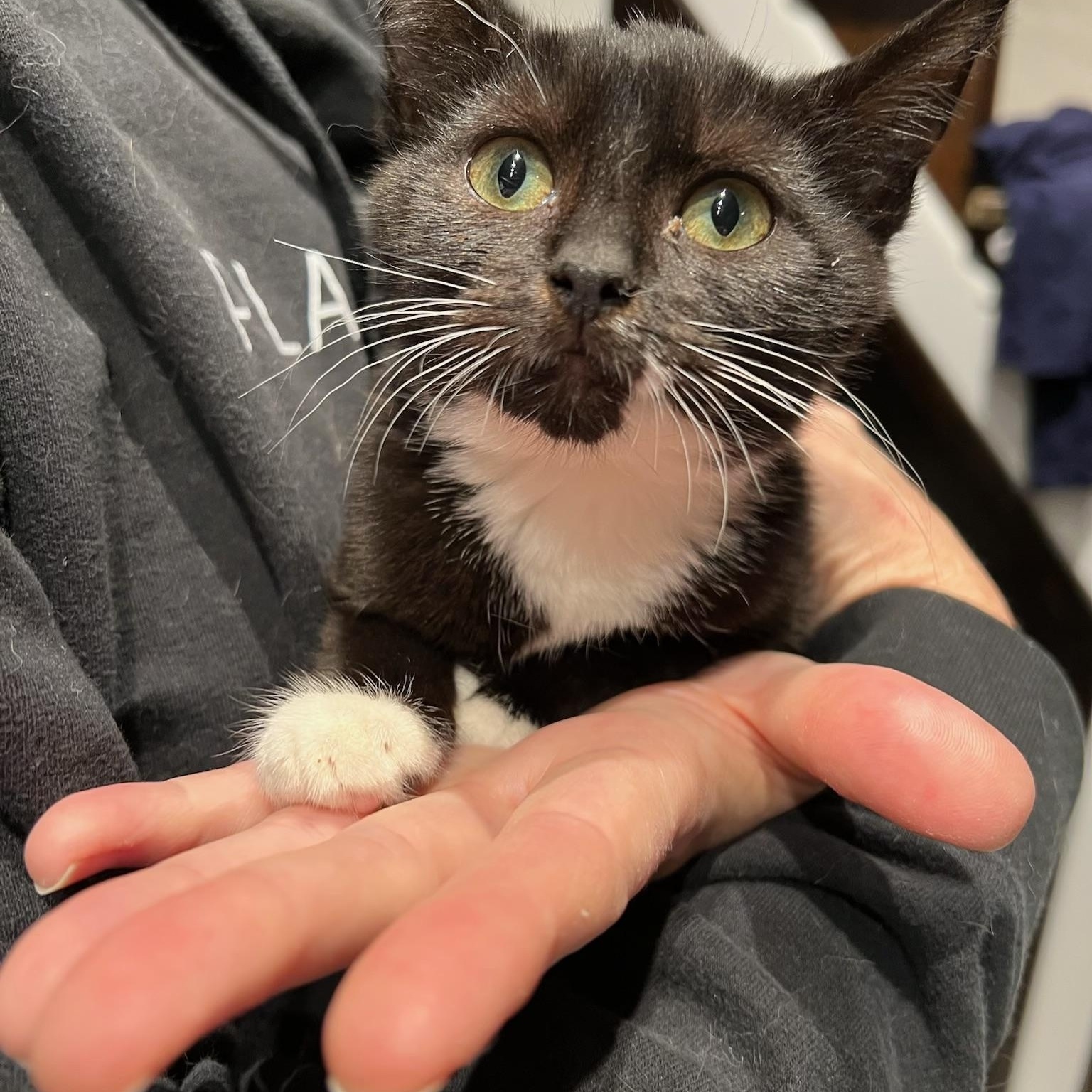 Enlarge Bloom, a Adoptable American Shorthair in Cheshire, CT image 3/3