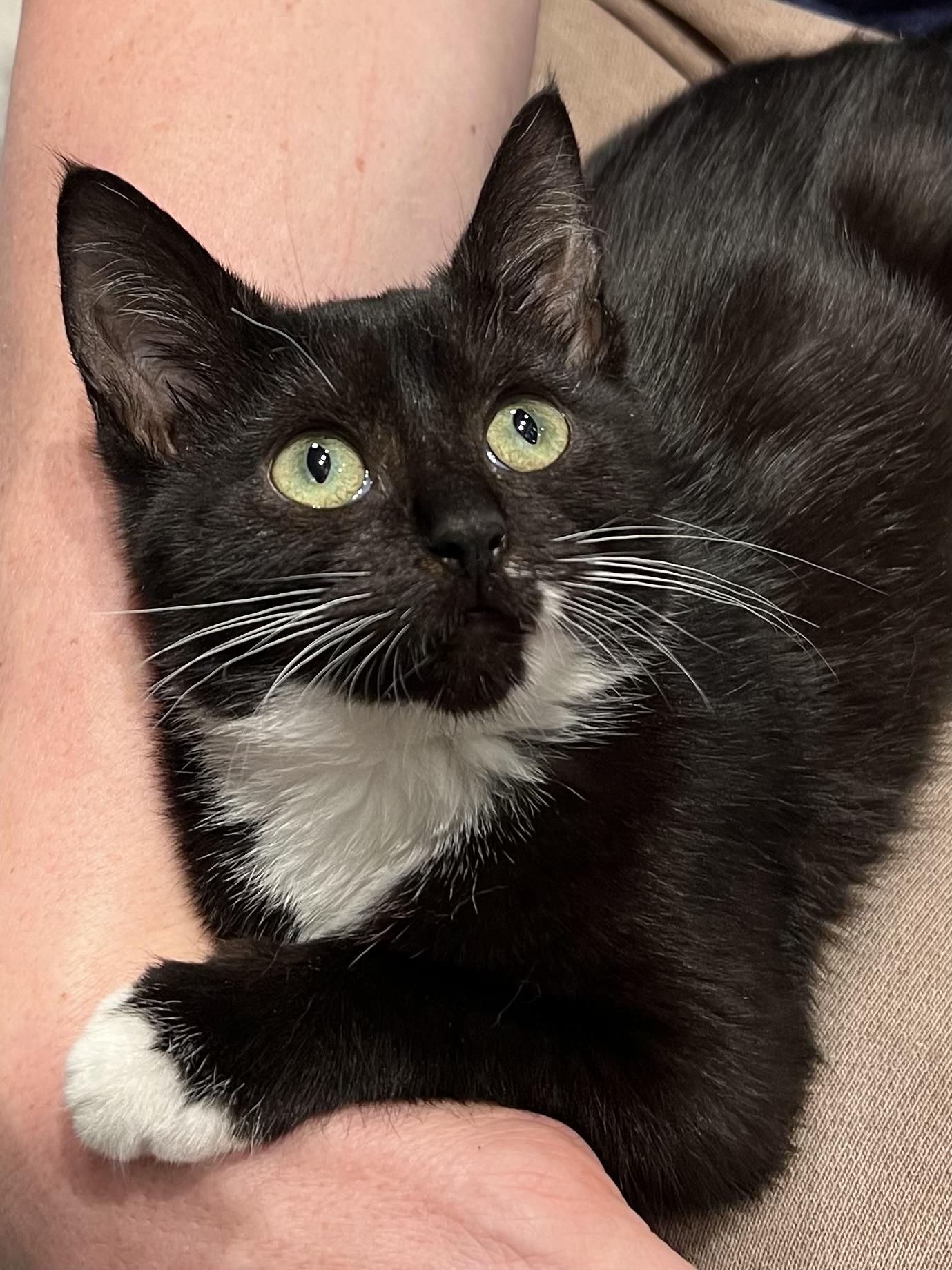 Enlarge Bloom, a Adoptable American Shorthair in Cheshire, CT image 2/3