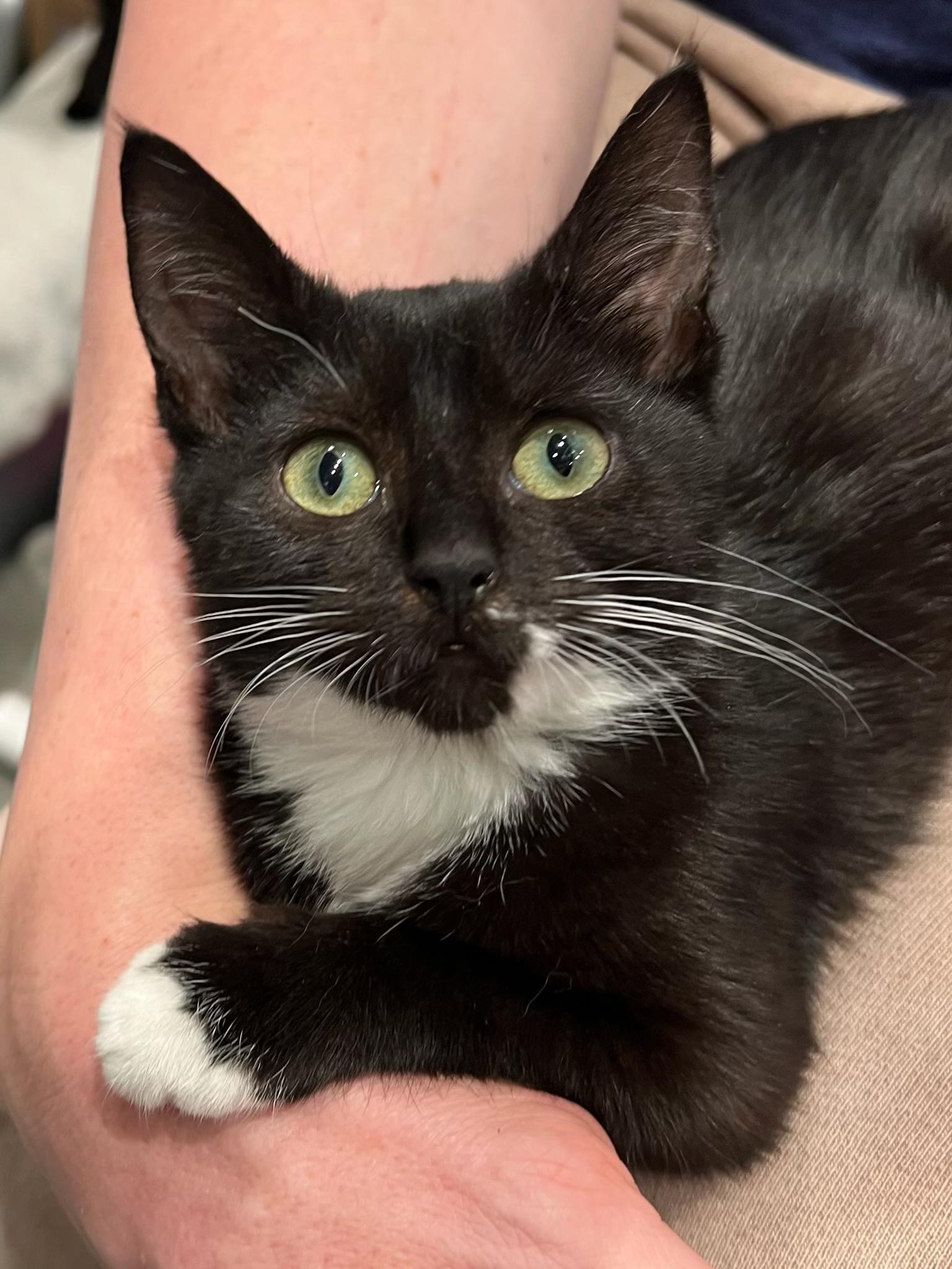 Enlarge Bloom, a Adoptable American Shorthair in Cheshire, CT image 1/3