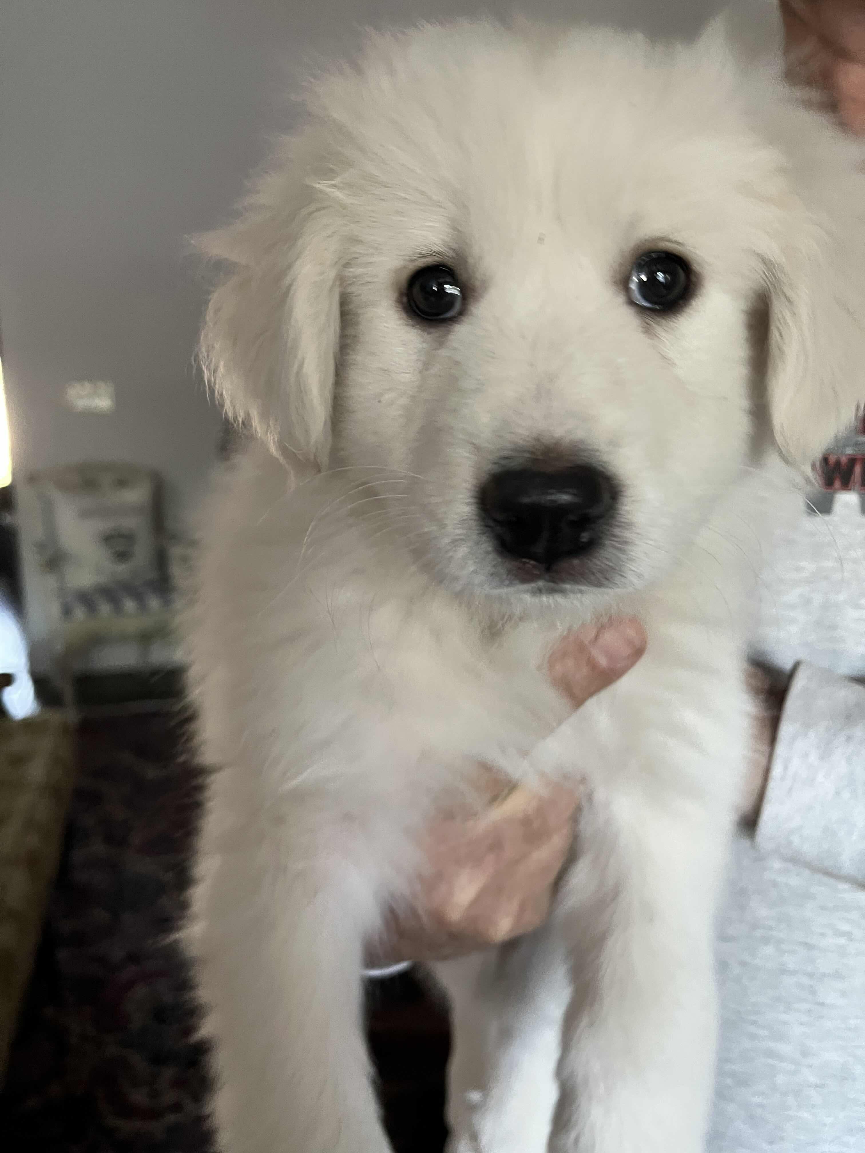 Gori FKA Ma'am DFW, Adopted, Young Female Great Pyrenees.