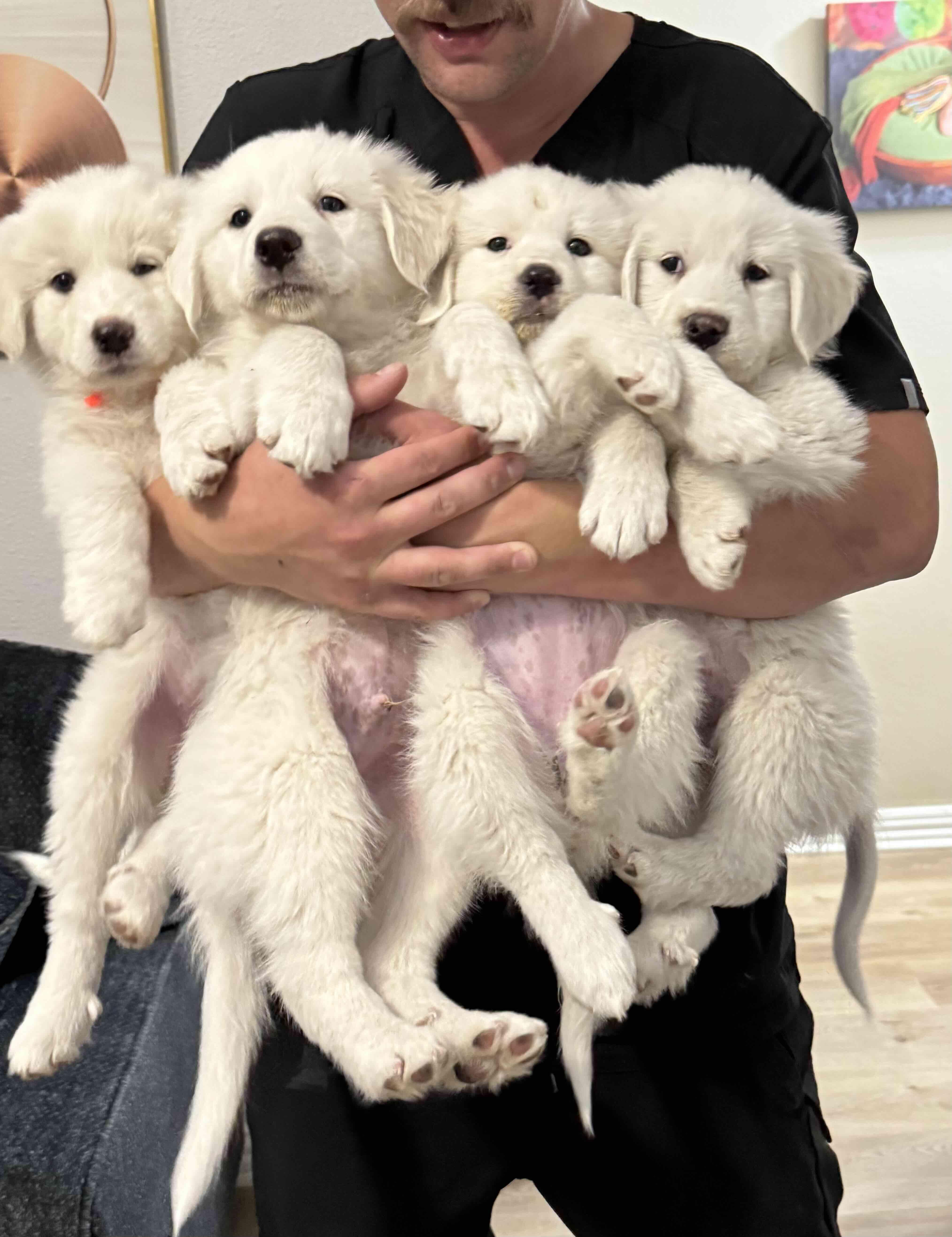 Enlarge Gori FKA Ma'am DFW, a Adopted Great Pyrenees in Quinlan, TX image 2/2