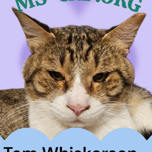 Enlarge Tom Whiskerson, a Adoptable Tabby in Biloxi, MS image 1/1
