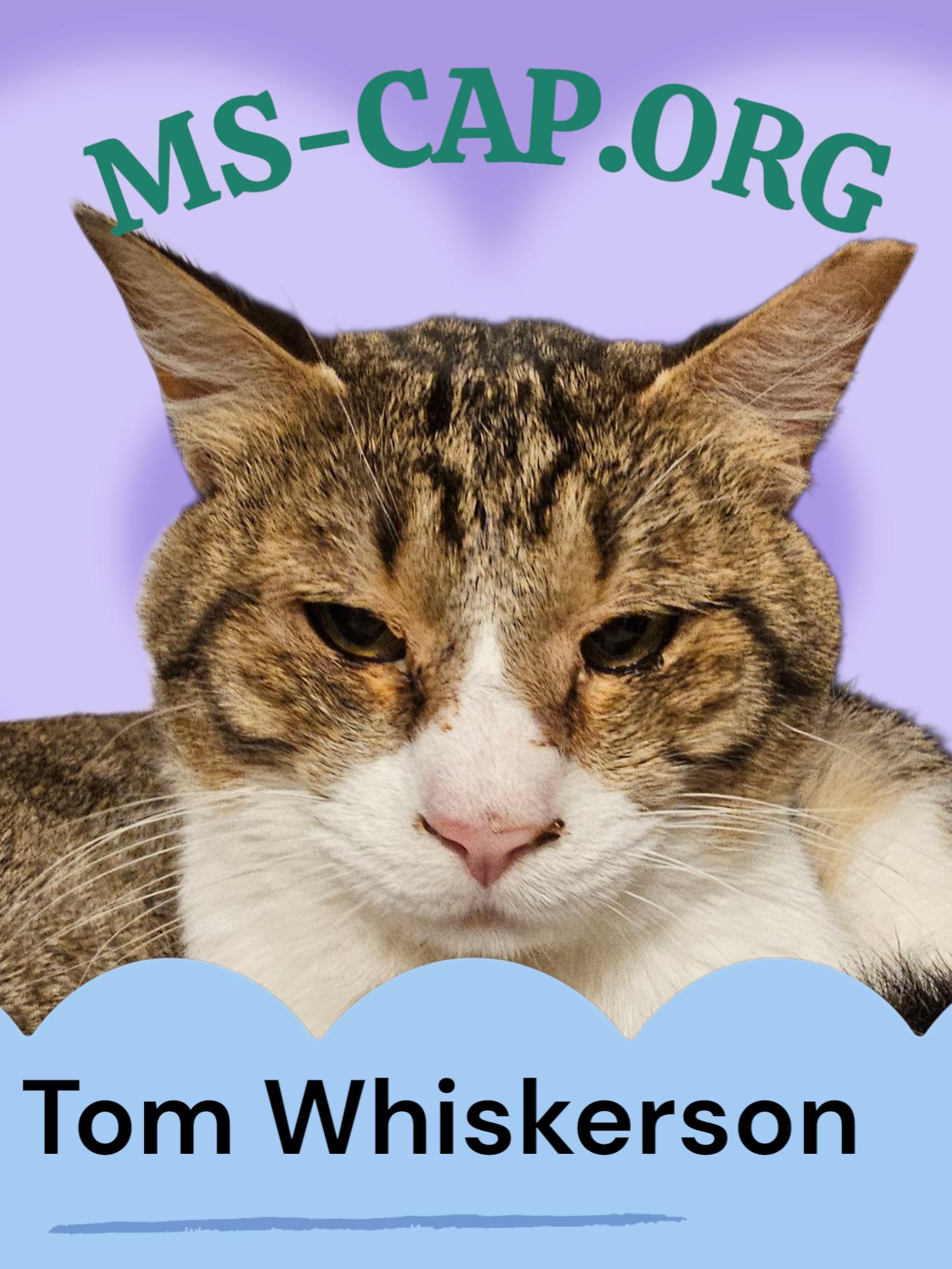 Tom Whiskerson, Adoptable, Young Male Tabby.