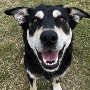 Beck (Bechemel), Adoptable, Adult Female German Shepherd Dog.