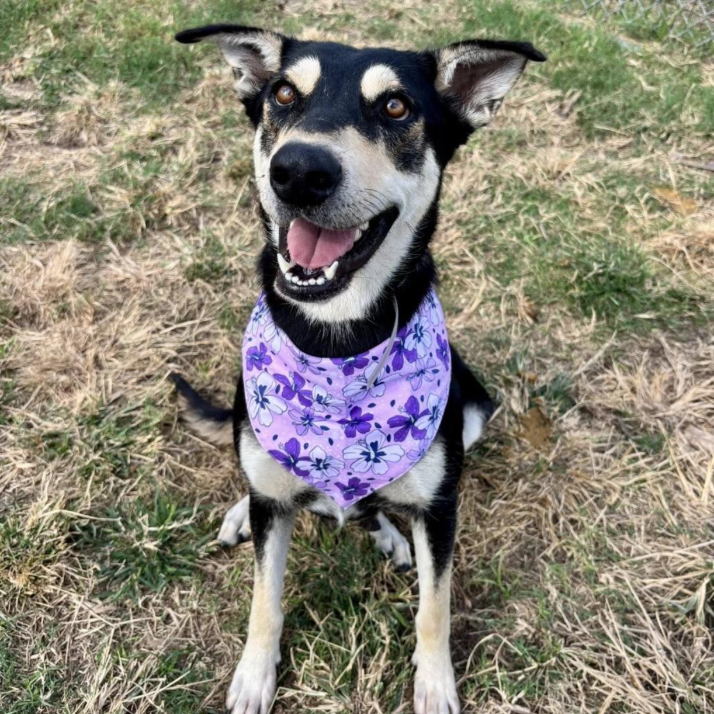Beck (Bechemel), a Adoptable German Shepherd Dog in Pittsburgh, PA image 2/6