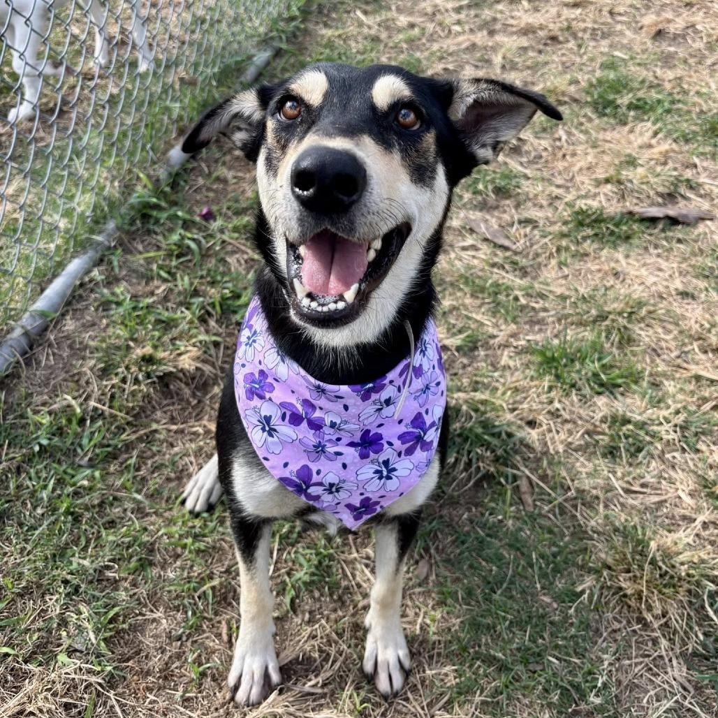 Beck (Bechemel), a Adoptable German Shepherd Dog in Pittsburgh, PA image 5/6