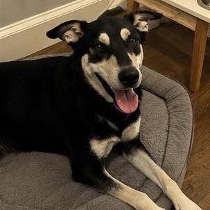 Beck (Bechemel), a Adoptable German Shepherd Dog in Pittsburgh, PA image 6/6