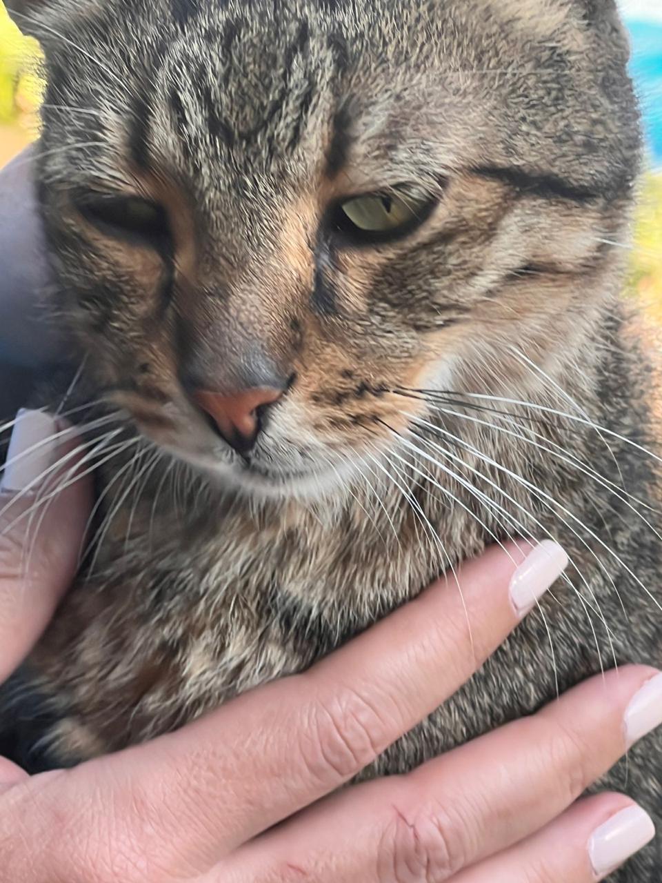 Enlarge BALOUZA - Senior, a Adoptable Egyptian Mau in Brampton, ON image 2/6