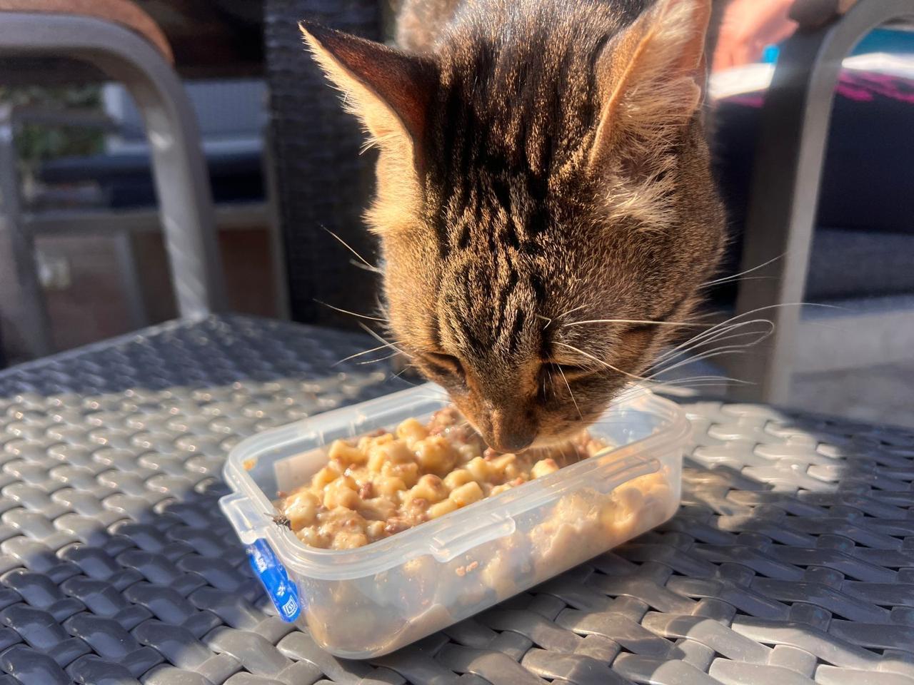 Enlarge BALOUZA - Senior, a Adoptable Egyptian Mau in Brampton, ON image 3/6