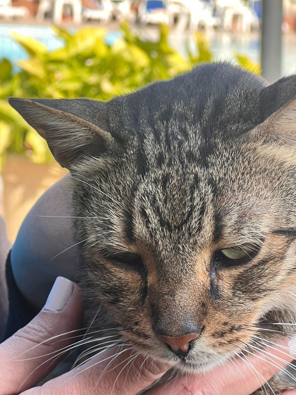 BALOUZA - Senior, Adoptable, Senior Male Egyptian Mau.