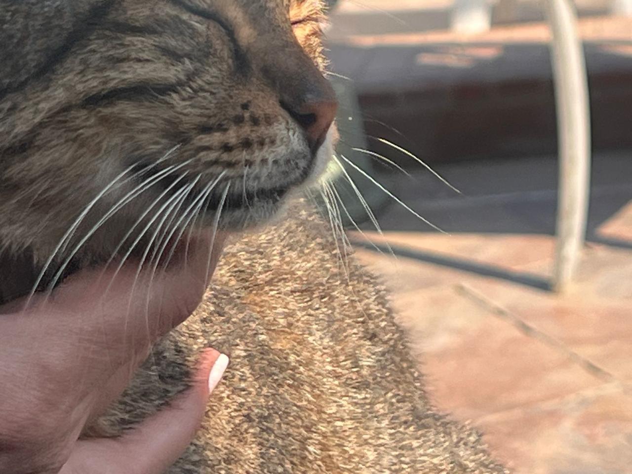 Enlarge BALOUZA - Senior, a Adoptable Egyptian Mau in Brampton, ON image 5/6