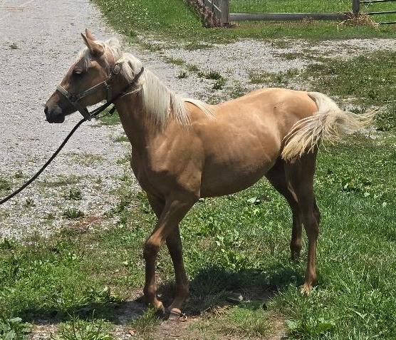 Jazlene, Adoptable, Baby Female Quarterhorse.
