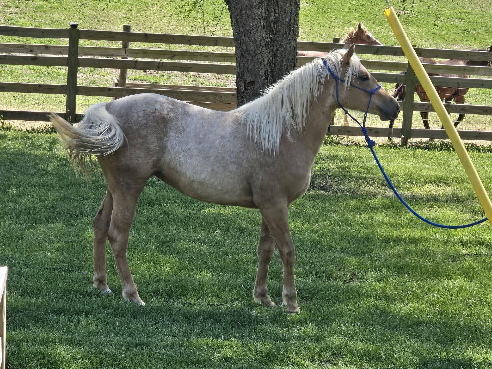 Enlarge Jazlene, a Adoptable Quarterhorse in Leitchfield , KY image 4/6