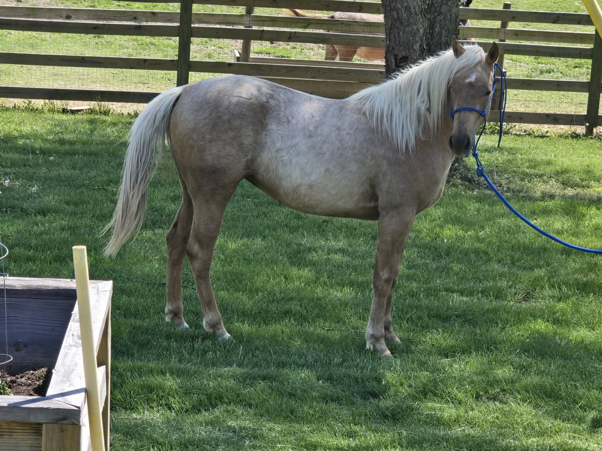 Enlarge Jazlene, a Adoptable Quarterhorse in Leitchfield , KY image 5/6
