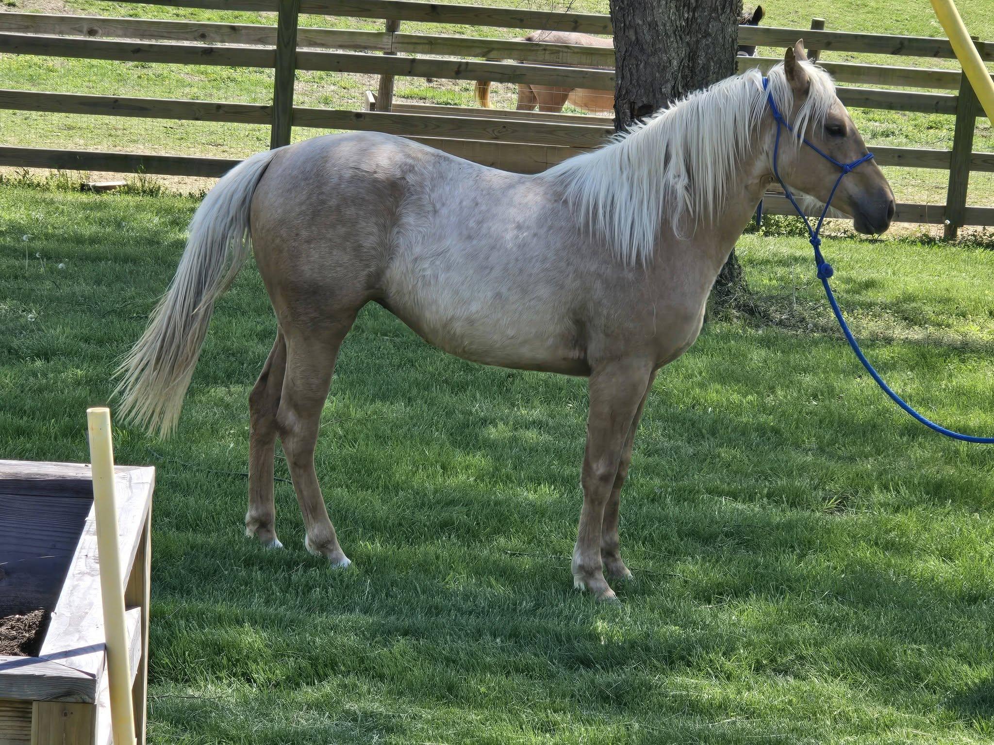 Enlarge Jazlene, a Adoptable Quarterhorse in Leitchfield , KY image 6/6