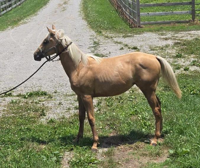 Enlarge Jazlene, a Adoptable Quarterhorse in Leitchfield , KY image 2/4