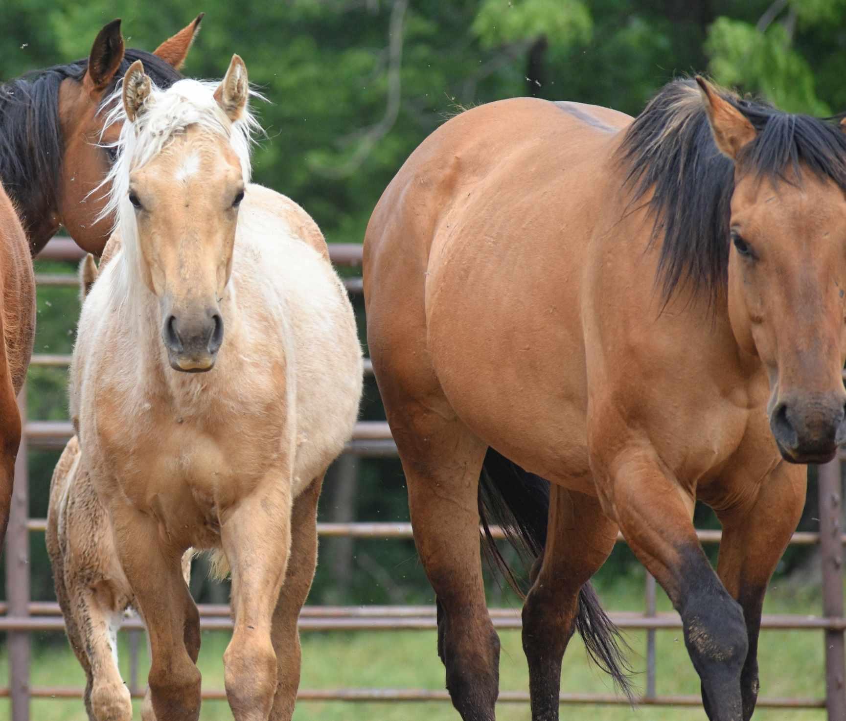 Enlarge Jazlene, a Adoptable Quarterhorse in Leitchfield , KY image 3/4