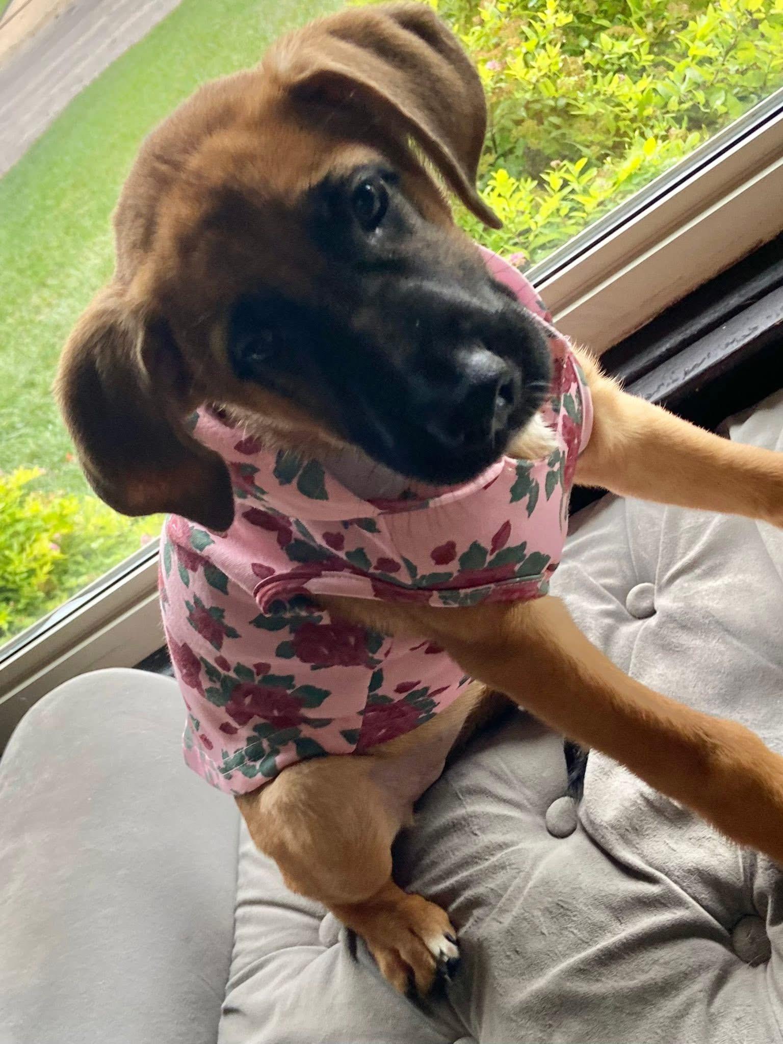 Terri the Shepherd Mix!