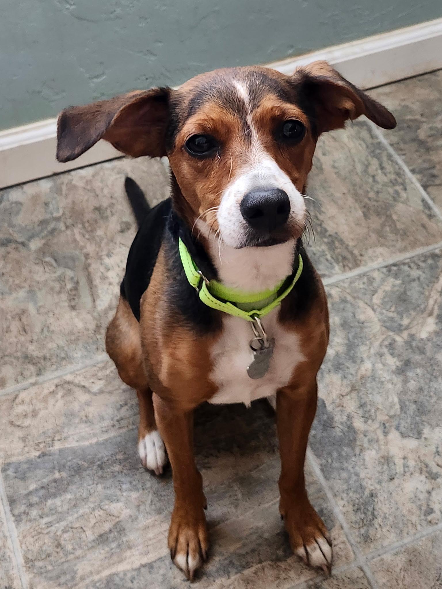 Jackie, Adoptable, Young Female Beagle & Terrier.