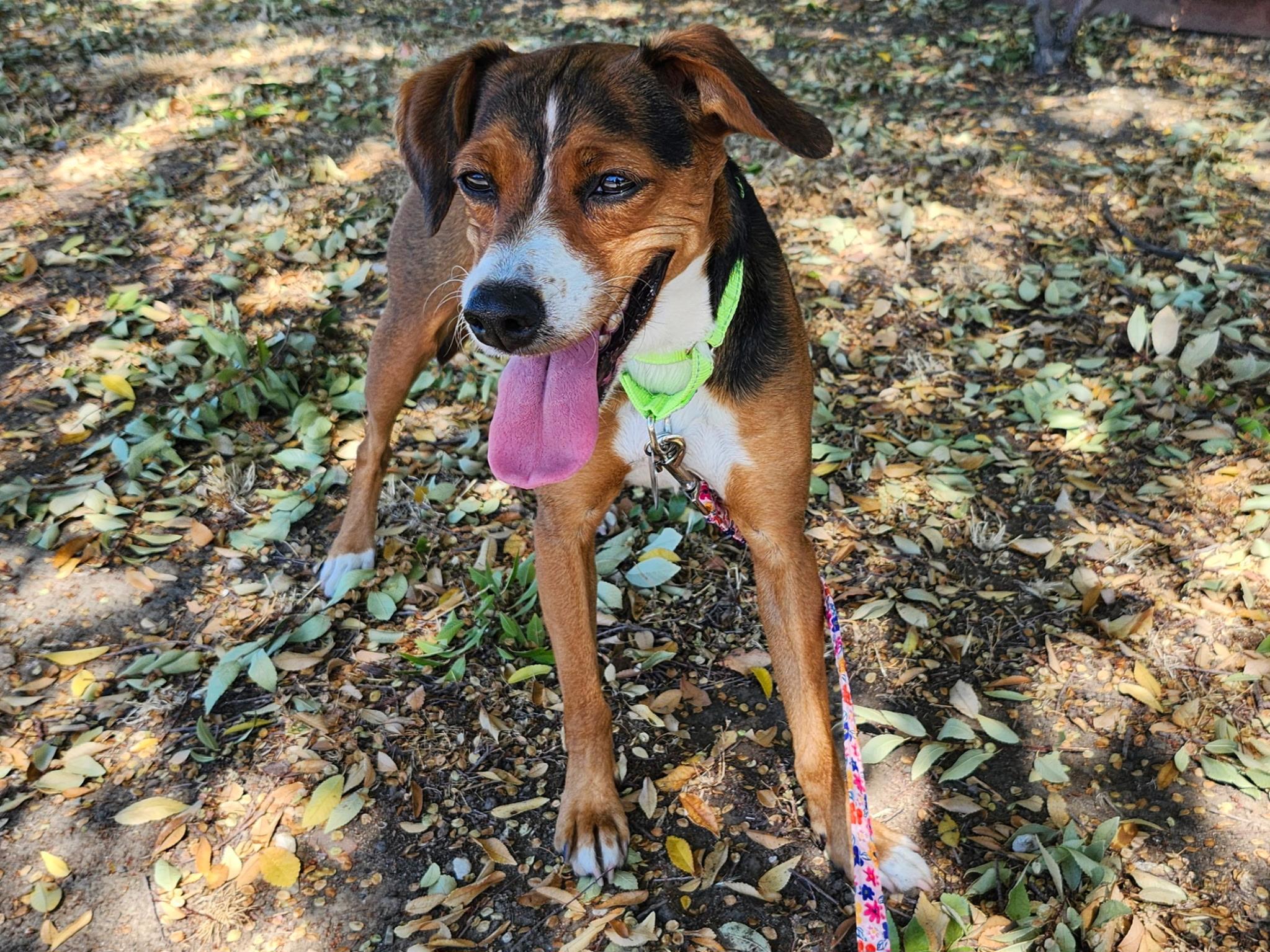 Enlarge Jackie, a Adoptable mixed breed in Santa Cruz, CA image 3/5