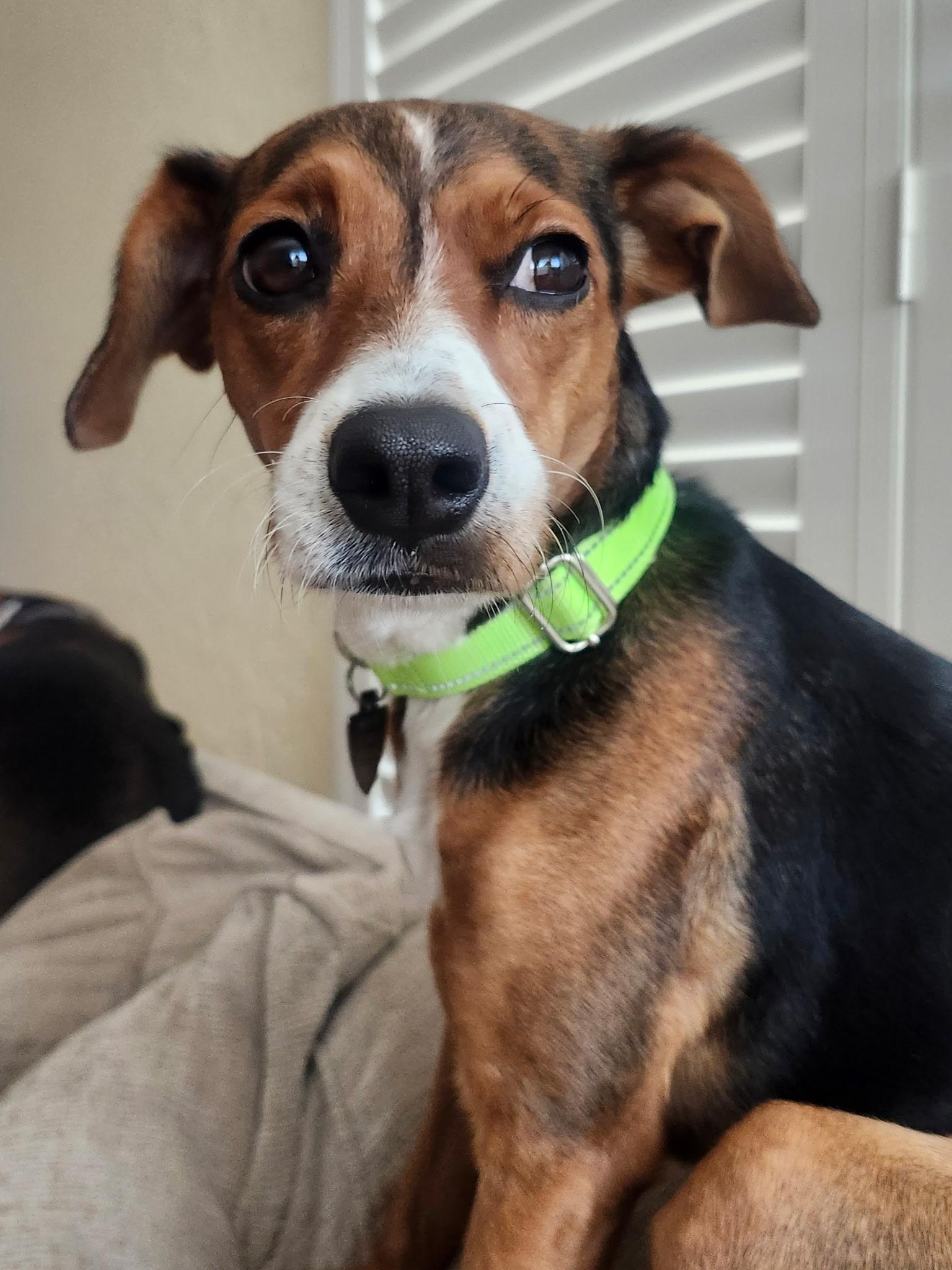 Enlarge Jackie, a Adoptable mixed breed in Santa Cruz, CA image 5/5