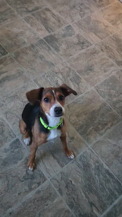 Enlarge Jackie, a Adoptable mixed breed in Santa Cruz, CA video 2/5