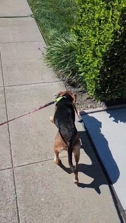 Enlarge Jackie, a Adoptable mixed breed in Santa Cruz, CA video 4/5