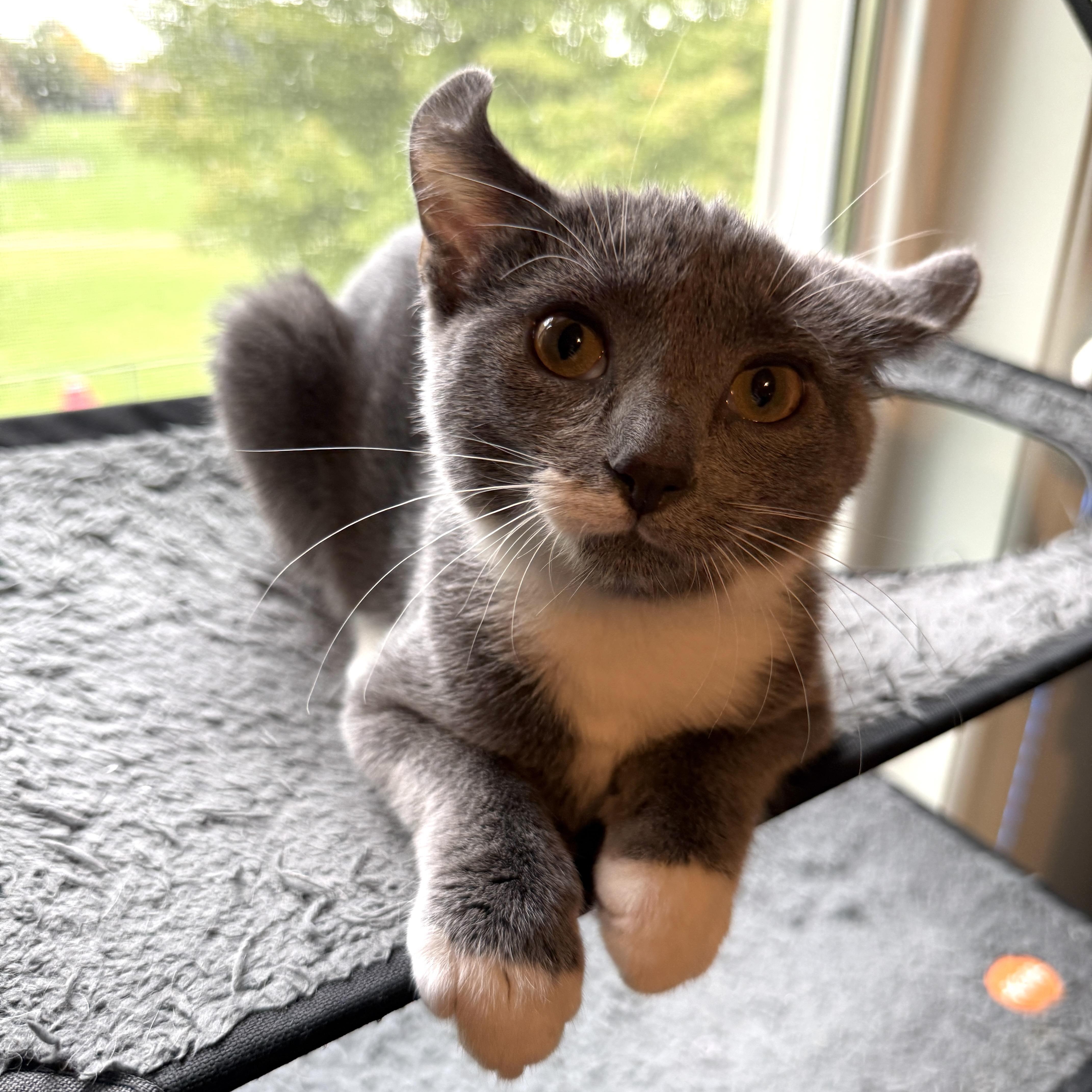 Enlarge Lena - loving girl, a Adoptable Domestic Short Hair in South Lyon, MI image 2/2