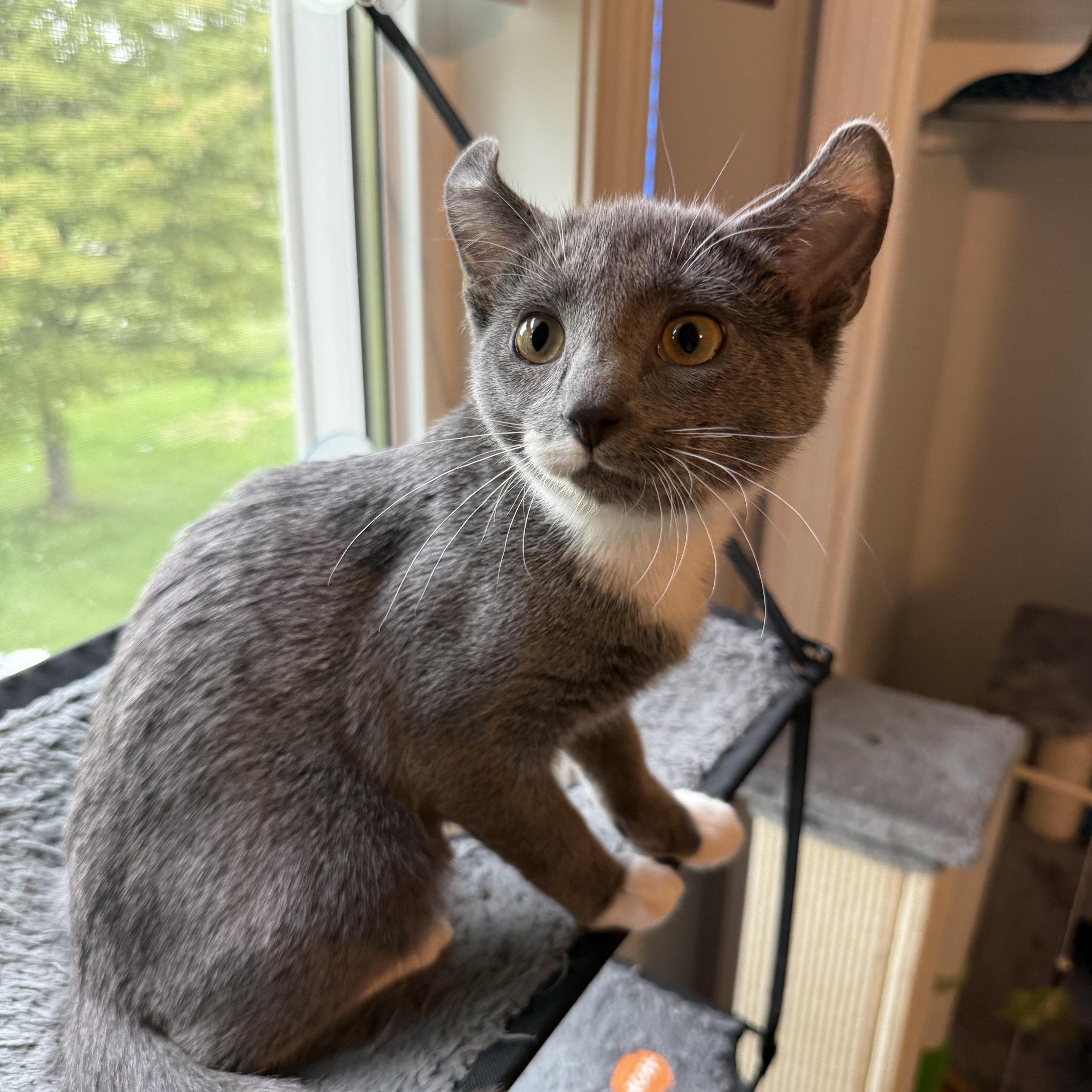 Lena - loving girl, Adoptable, Kitten Female Domestic Short Hair.