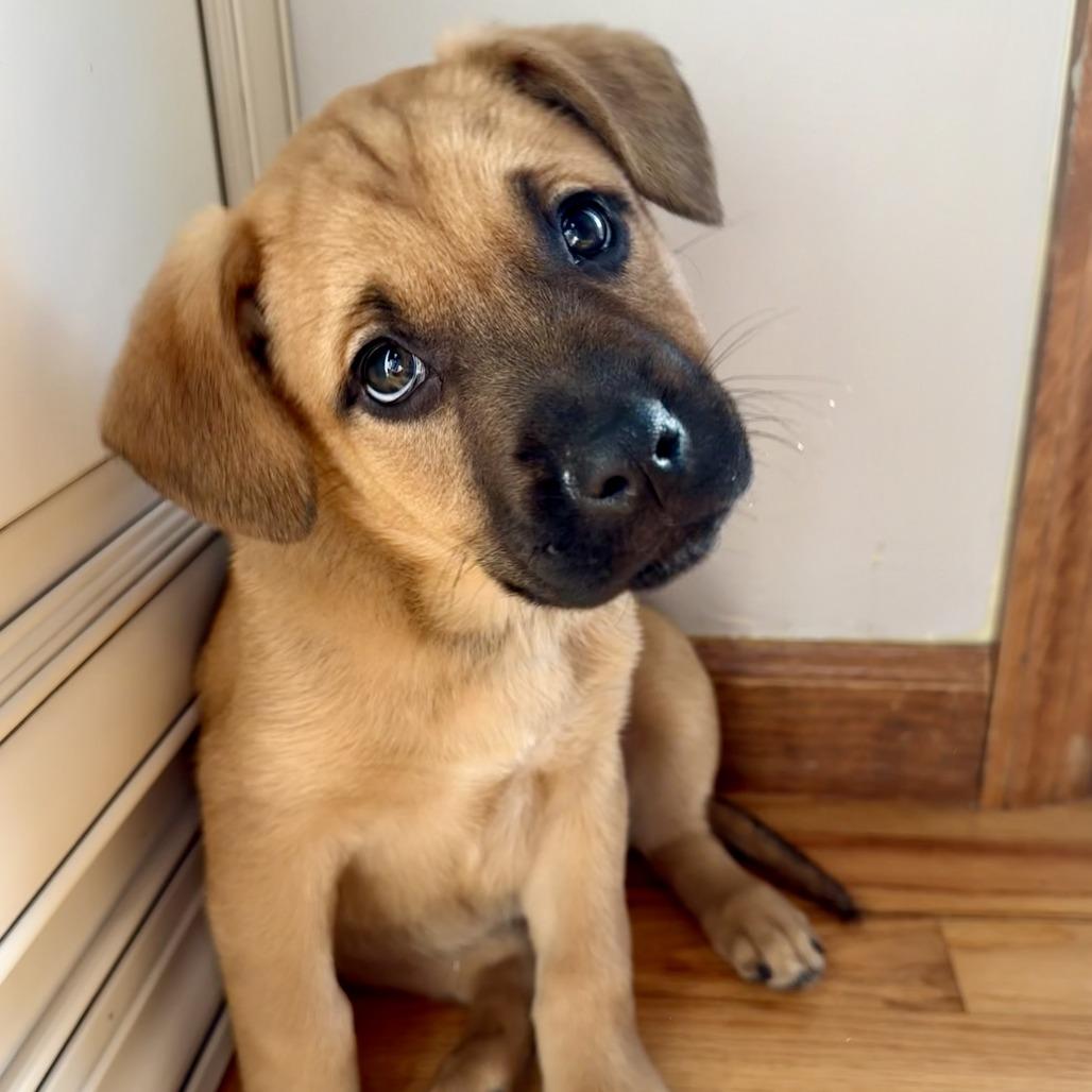 NY Snow White Avail Jan 18 (Tractor Supply - Patterson), Adoptable, Puppy Female Boxer & Shepherd.