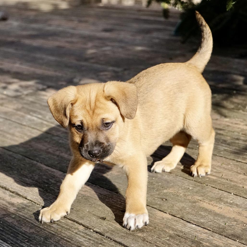 Enlarge NY Snow White Avail Jan 18 (Tractor Supply - Patterson), a Adoptable mixed breed in Eastford, CT image 2/6