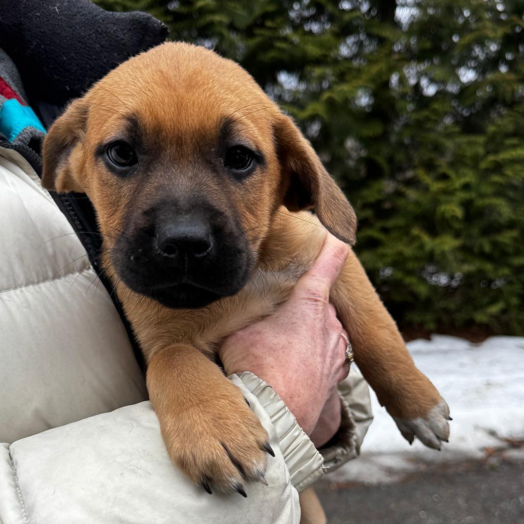 Enlarge NY Snow White Avail Jan 18 (Tractor Supply - Patterson), a Adoptable mixed breed in Eastford, CT image 4/6