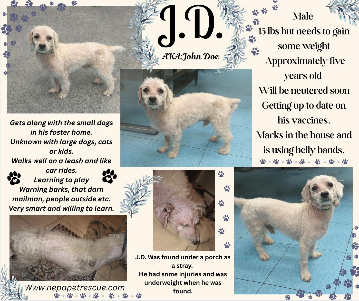 JD, ADOPTABLE, Adult Male Poodle & Bichon Frise.