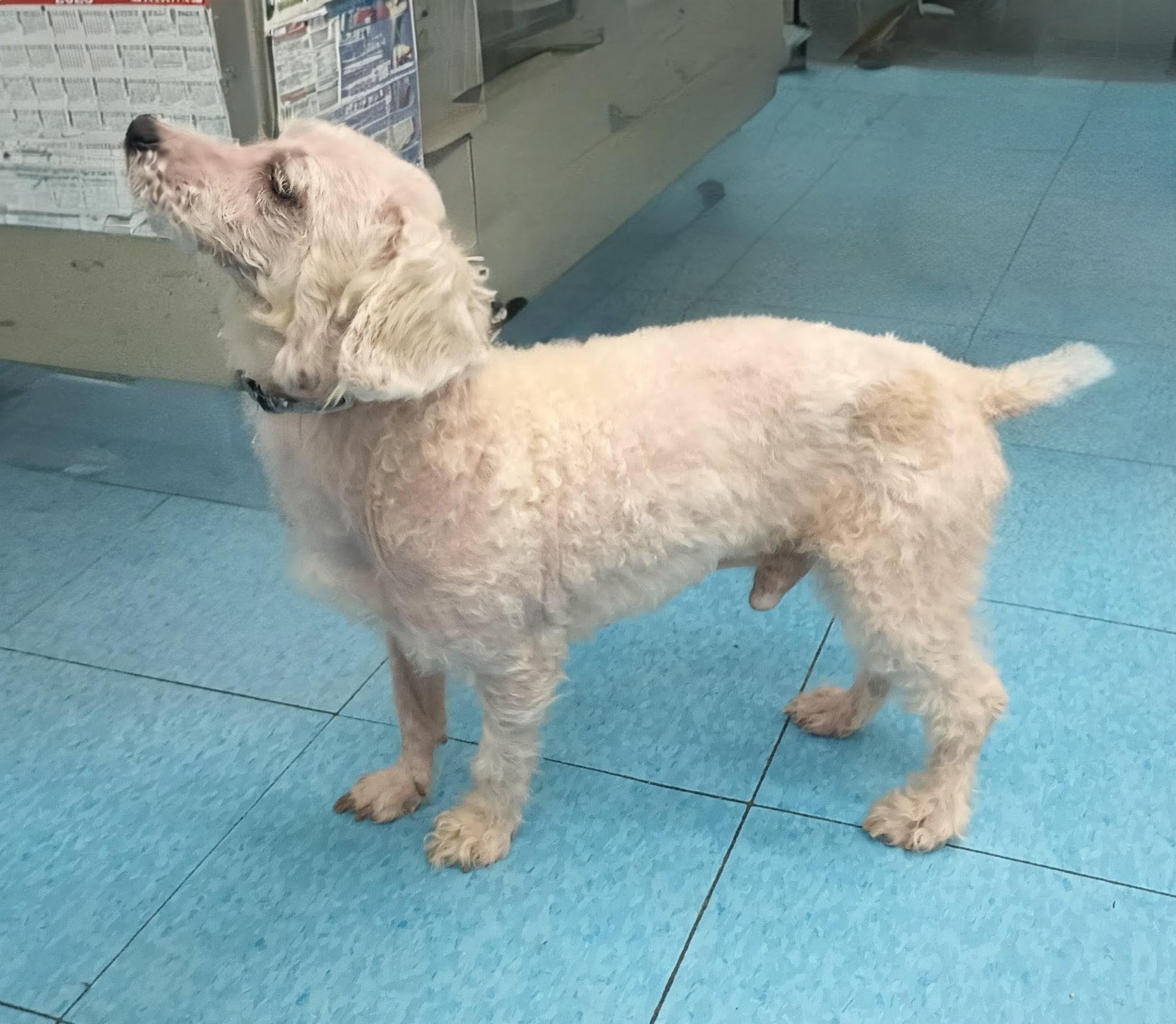 JD, a ADOPTABLE mixed breed in Scranton, PA image 3/5