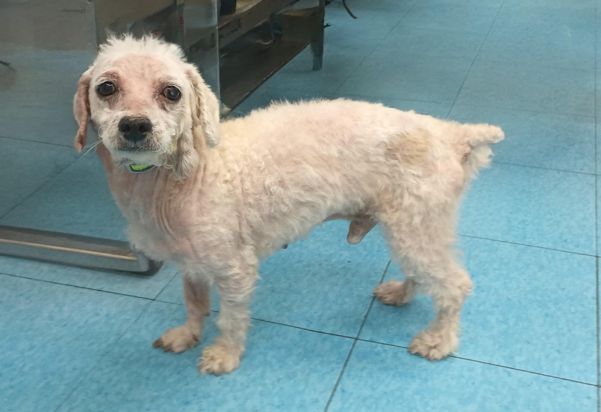 JD, a ADOPTABLE mixed breed in Scranton, PA image 5/5