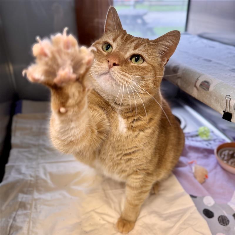 Enlarge Nala, an adopted Domestic Short Hair in Midland, MI image 2/3