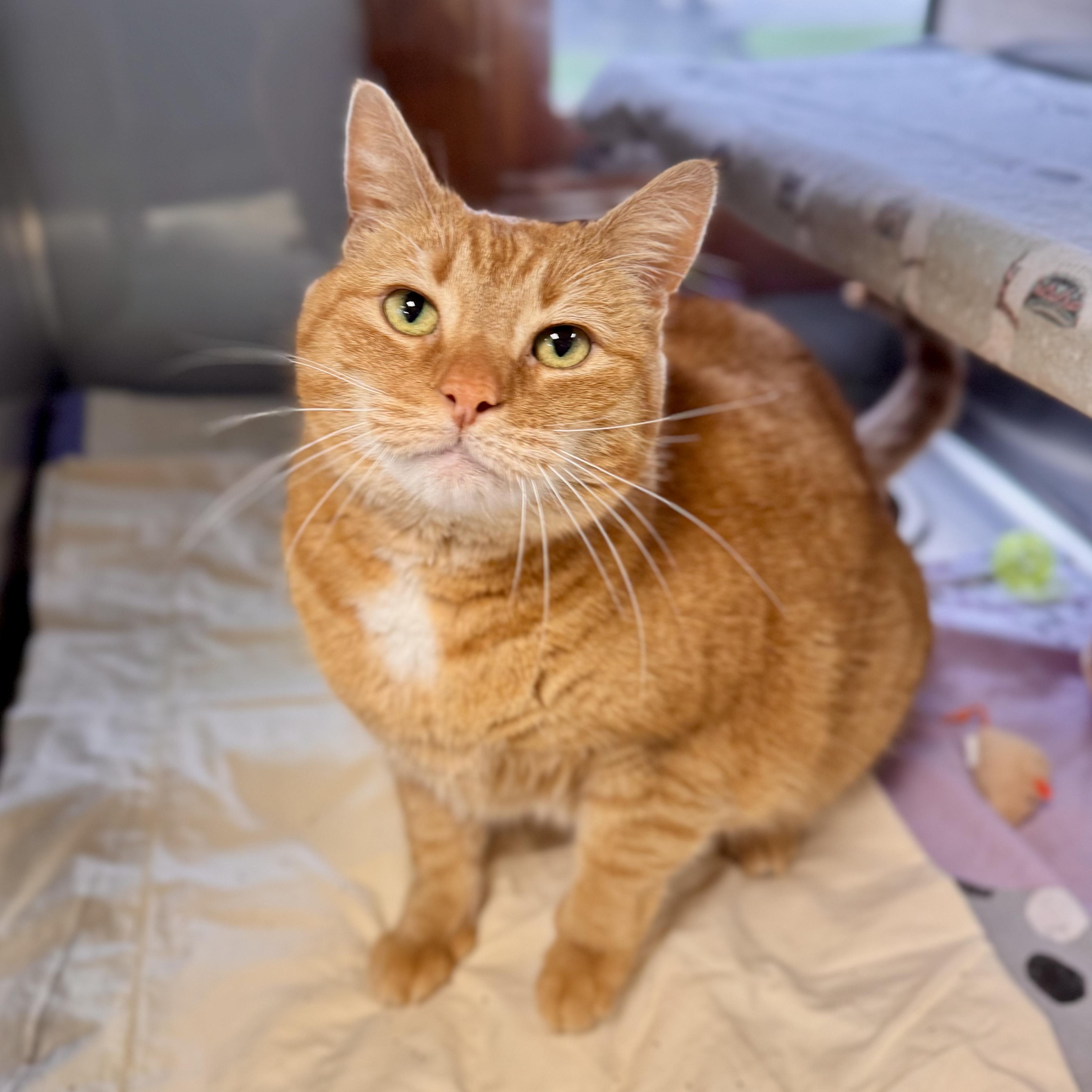 Enlarge Nala, an adopted Domestic Short Hair in Midland, MI image 1/3