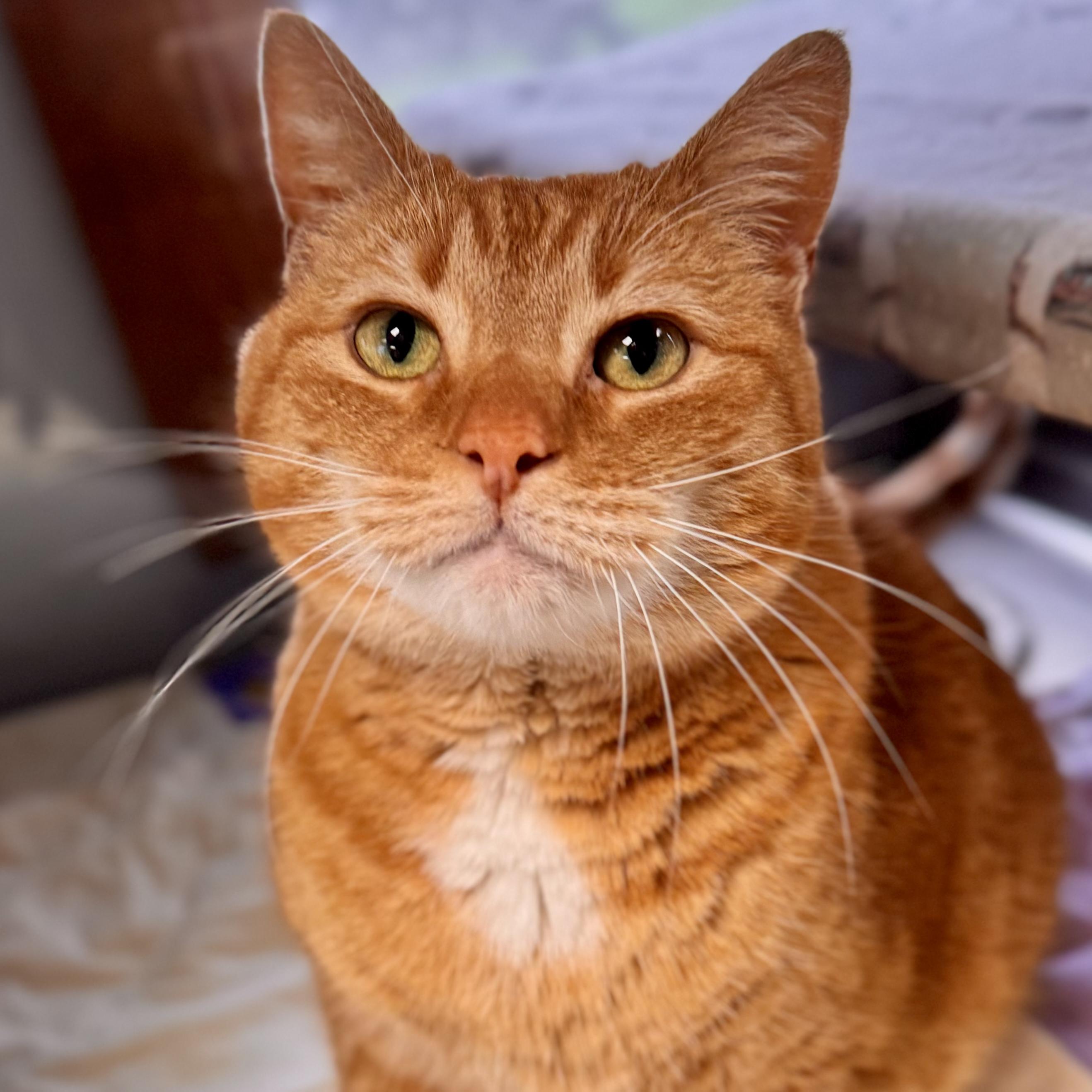 Enlarge Nala, an adopted Domestic Short Hair in Midland, MI image 3/3