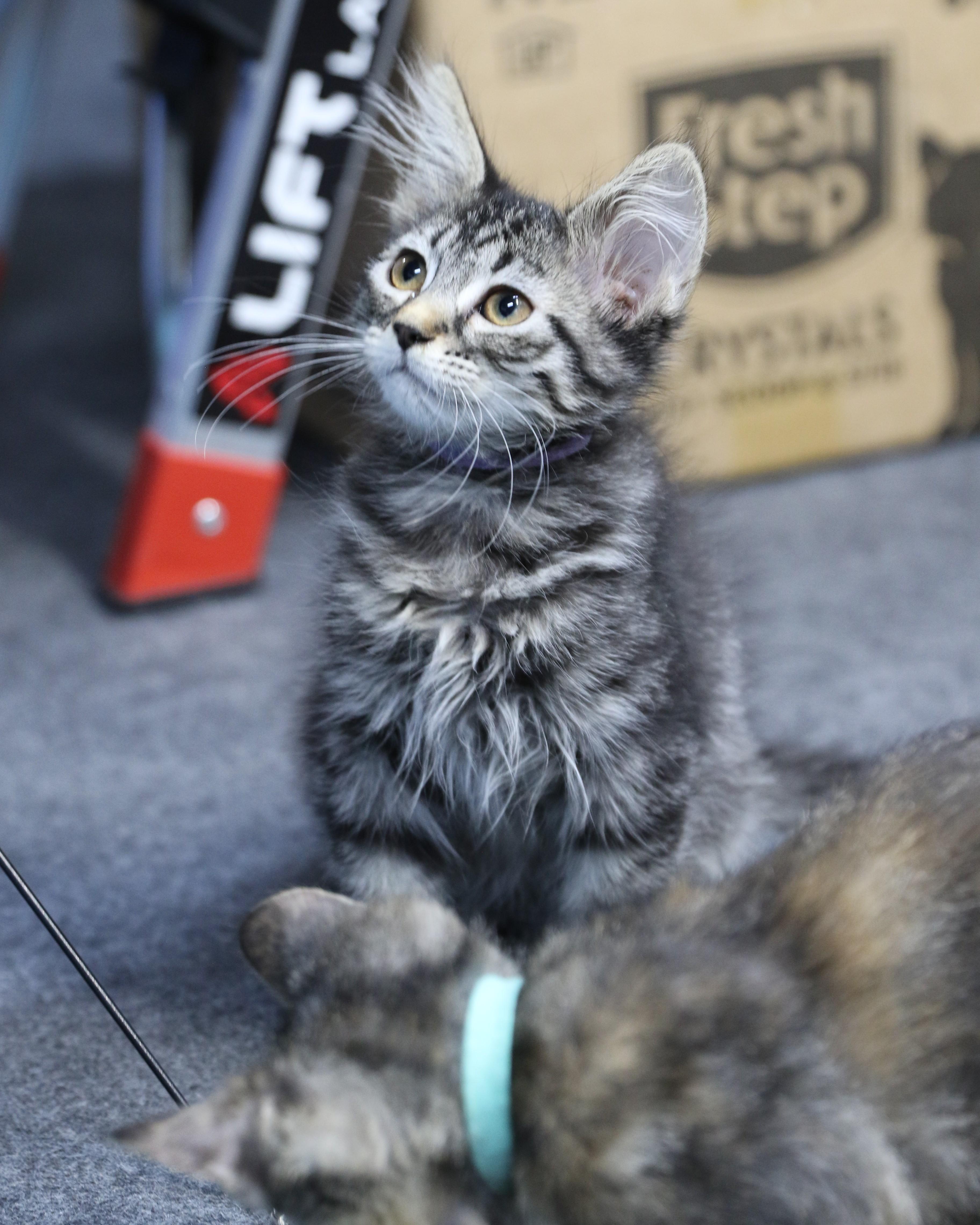 Rhonda, Adoptable, Kitten Female Maine Coon & Tabby.