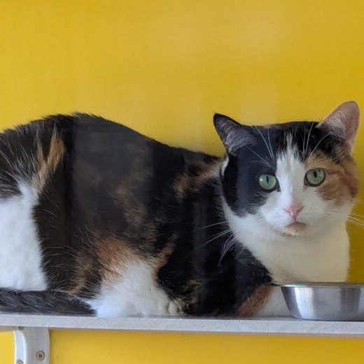 Enlarge Sally, a Adopted Domestic Short Hair in Morden, MB image 1/1